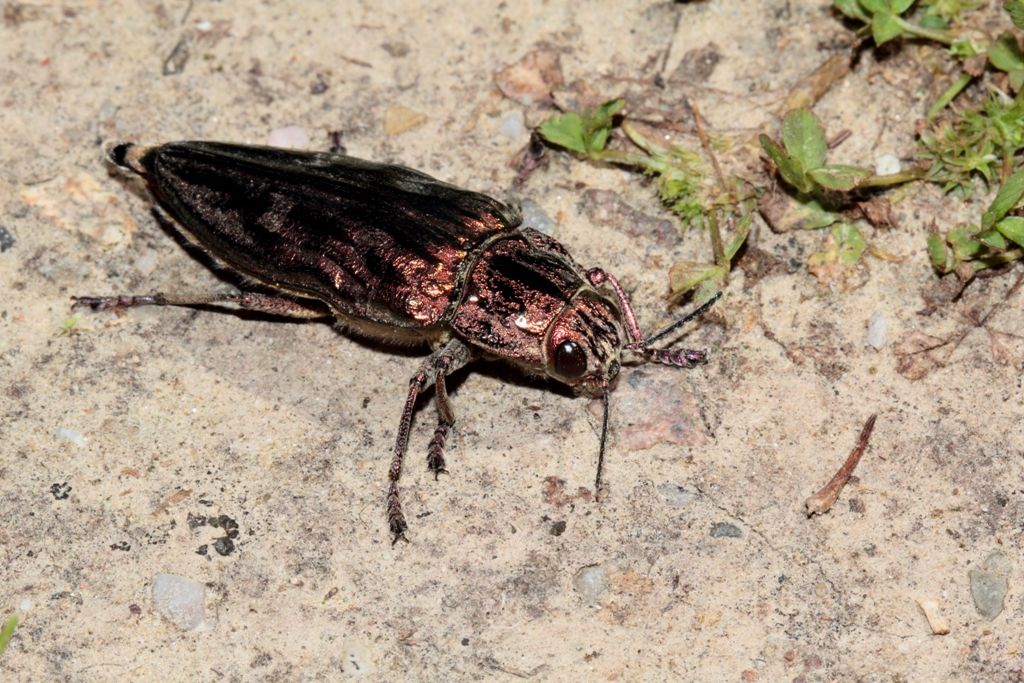 Chalcophora massiliensis  - Buprestidae